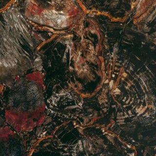 Black Petrified Wood