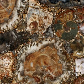 Brown Petrified Wood